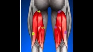 축구선수들을 위한 슬괵근(hamstring)촉진!! -소운소 스텔론코치-