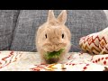 【もぐもぐするよ！】毎日の60秒ひなちゃん🐰✨【2024.08.02のひな】 うさぎ