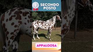 Cavalli di razza più docili al mondo! 🐎 #animals #pets #shorts