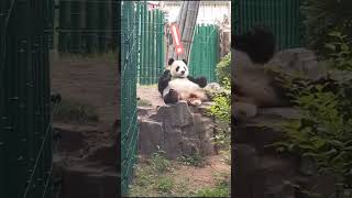 飞云：见过秒睡吗？今儿我让你见识一下！ #panda #大熊貓