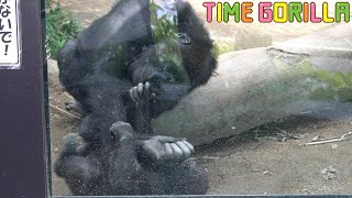 【ゴリラ ASMR】キンタロウ「対ゲンタロウ戦ではスピード勝負！」【gorilla 京都市動物園】Kintaro \