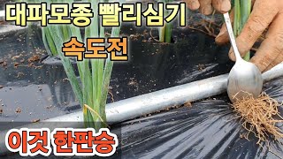 대파모종 쉽고 빨리심기 이것만 있으면 끝판왕