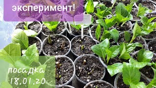 Зимнее черенкование Гортензии Macrofylla.