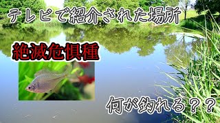 テレビで絶滅危惧種「ニッポンバラタナゴ」がいると紹介された場所で小物釣りしたら何が釣れる？