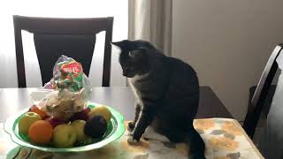 Cat perplexed by fruit