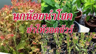 วิธีชำนกน้อยนำโชคให้รอด100%