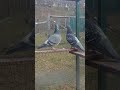 femele din lotul de zbor pigeon pigeonhouse foryou birds pigeonsbusiness share shorts video