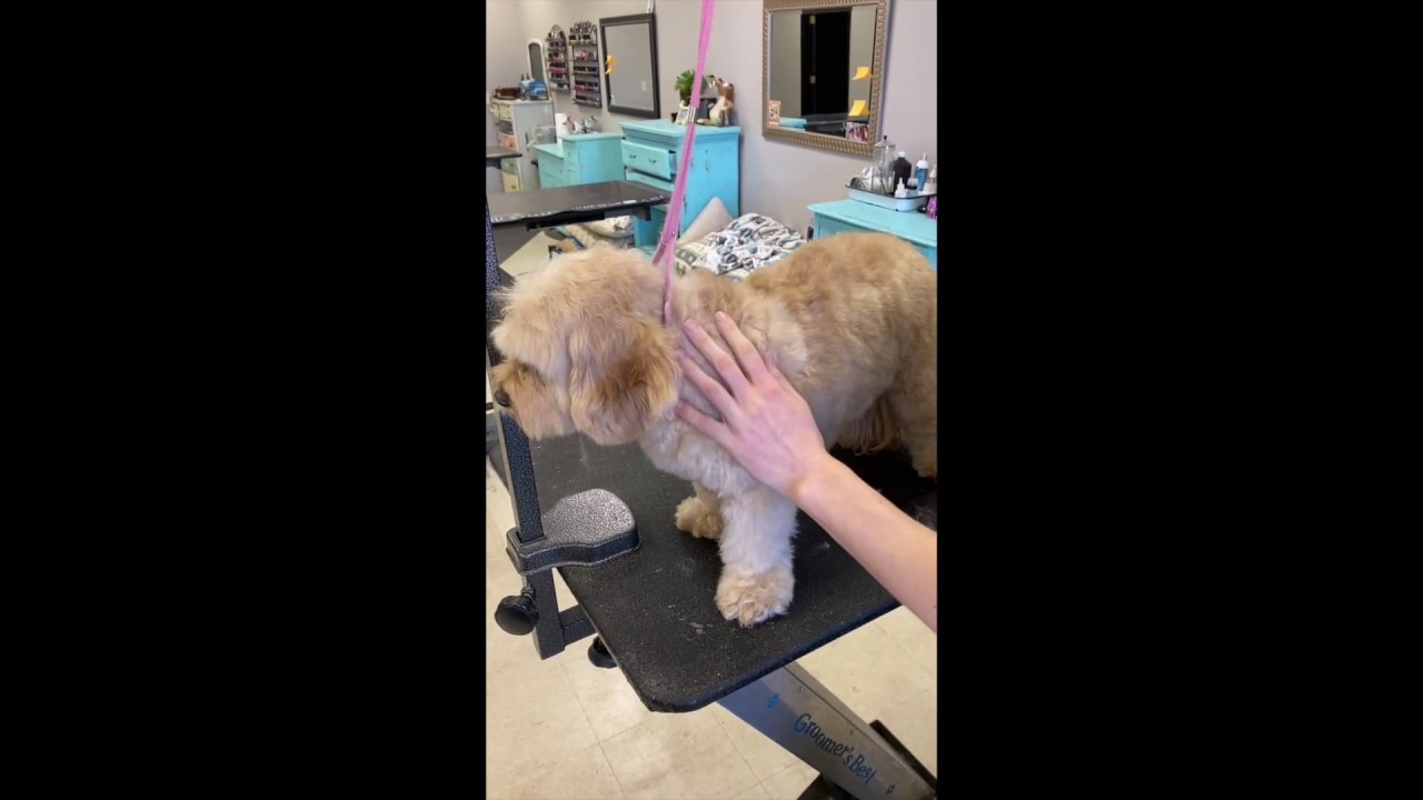 Dog Brushing Youtube
