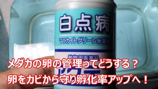 メダカの卵の管理はどうする？卵をカビから守るためにできること５つ！