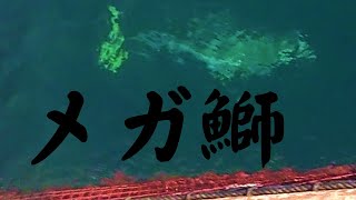 メガ鰤と25分格闘の末　傳八屋　海上釣堀赤青一撃