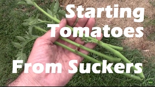 Starting Tomatoes From Suckers for Fresh Tomatoes in September, October, and November.