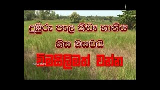 Govibimata Arunalu TV Program | දුඹුරු පැල කීඩැ හානිය හිස ඔසවයි | 2021_01_17 | Krushi Tv