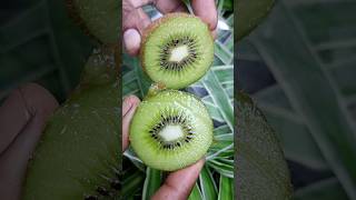 💥🤯இந்த பழத்த சாப்பிடாதீங்க⁉️| Kiwi fruit | கிவி பழம் | #abithaa_kk #kiwifruit  #shortsfeed #shorts