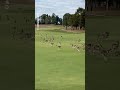 Kangaroo Stampede Invades Yarra Valley Golf Course | 10 News First