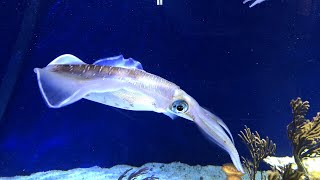 Some BIG bigfin reef squid! 😱🦑 | Live From Monterey Bay!