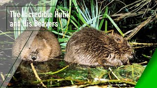 The Incredible Hulik and His Beavers - The Secrets of Nature