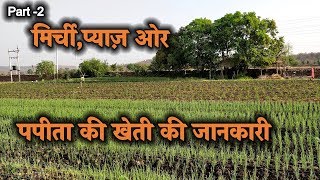 part 2 मिर्च,पपीता ओर प्याज़ की खेती की जानकारी | Mirchi, papaya farming or Onion farming new tech.