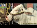 kheerah berahman or 2 dantt gulabi bachrii k shouqeen latest update multan cow mandi