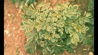 જાણો બટાકામાં વાઇરસ નું નિયંત્રણ | MANAGEMENT OF LEAF ROLL VIRUS IN POTATO BY DR. R. L. PATEL