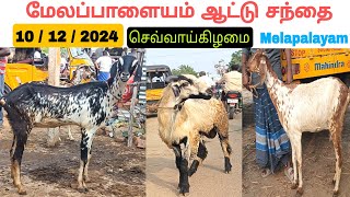 10 / 12 / 2024 / மேலப்பாளையம் ஆட்டு சந்தை / செவ்வாய்கிழமை /Melapalayam Goat Market @tamilvivasayi