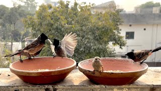 Inside The Aviary | Feeding Stray House Sparrows and Nightingales | Birds Feeding Relaxing