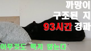 까망이 구조된 지 93시간 경과