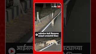 Leopard Kills WildCat Chandrapur : आईसमोरच केली बिबट्याच्या बछड्याने रानमांजरीची शिकार