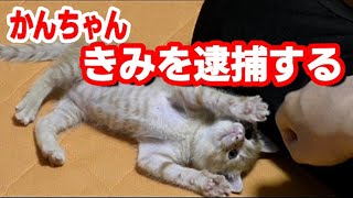 保護された赤ちゃん子猫が生後1ヶ月を過ぎるとこうなりました「痛いよかんちゃん」