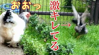 甘えんぼうのくせにスズメやハトにはキレまくるニワトリ