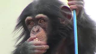 チンパンジー 双子の赤ちゃん208 Chimpanzee twin baby