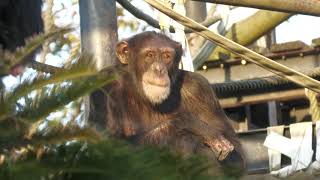 偉大なアルファオスのユウと輝きのイチゴ　かみね動物園　チンパンジー