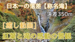 日本一の落差【称名滝】紅葉と滝の絶景コラボ。[癒し動画]。