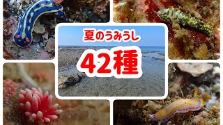 【ウミウシ】2023年  夏の葉山の磯で出会ったウミウシたち【まとめ】