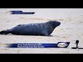 Seals return to ocean after rehabilitation