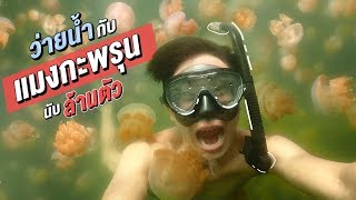 ว่ายน้ำกับแมงกะพรุนนับล้าน ปาเลา Jellyfish Lake Palau 2019 | Go Went Gone ไปไม่เว้น