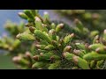 Spruce Tips Crash Course