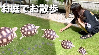 お散歩日和にリクガメを庭に離してみると...