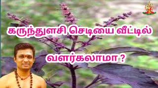 கருந்துளசி செடியை வீட்டில் வளர்க்கலாமா?