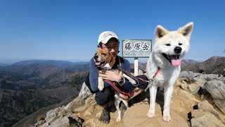 ちょっと鈴鹿山系〜ワンコと孫太尾根から藤原岳