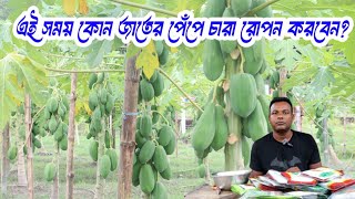 অক্টোবর - নভেম্বর মাসে কোন জাতের পেঁপে চারা রোপন করবেন? পেঁপে চাষ পদ্ধতি