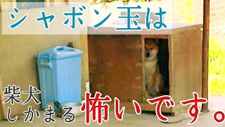 柴犬しかまると、シャボン玉で遊びたい。