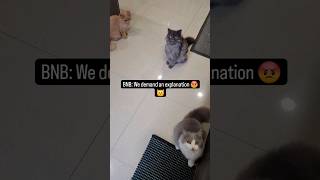 We demand an explanation #cat #memes #comedy #viral #shorts