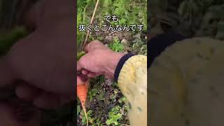 [畑の記録12/17]ニンジン🥕栽培上手くいきません😢