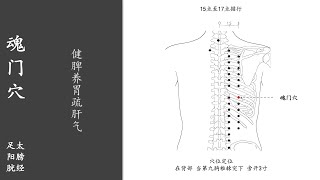 人体穴位168：魂门：健脾养胃疏肝气，按揉魂门穴100～200次，每天坚持，能够治疗肠鸣泄泻、呕吐 20220111.mp4