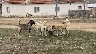 Dev Karakırcıl Kızandan vazgeçmiyor/ Çapar’ı geri ver dedi Canavar geliyor dedi