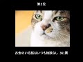 【no4】猫の寝ぼけおもしろ大喜利ベスト5