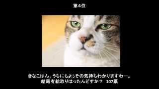 【No4】猫の寝ぼけおもしろ大喜利ベスト5