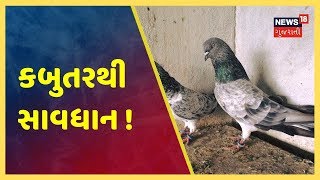 શું તમારા ઘર ની આસપાસ છે કબુતરનો ડેરો?,  તો થઇ જજો સાવધાન।...!