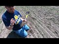 how to determine plant population in wheat