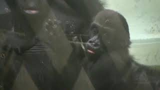 2014年頃のシャバーニ家族 21 Shabani family around 2014